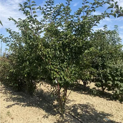 SCH23-054 300/350 - Scharlachkirsche Veredlung - Prunus sargentii Veredlung - Collection