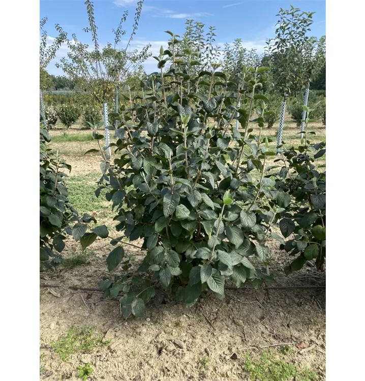 Wolliger Schneeball - Viburnum lantana - Collection