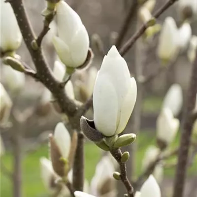 Hochstamm 20-25 1900 - Sommergrüne Yulan-Magnolie - Magnolia denudata - Collection