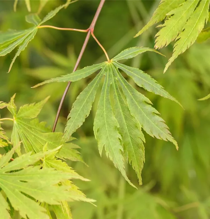 Fächerahorn 'Omurayama' - Acer palmatum 'Omurayama' - Collection