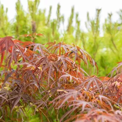 Solitär/EXC 200-225 HP24-171 1290 - Fächerahorn 'Scolopendrifolium Atropurpureum' - Acer palmatum 'Scolopendrifolium Atropurpureum' - Collection