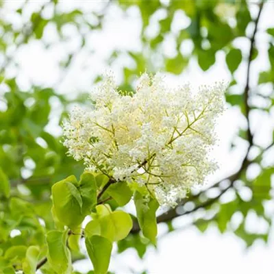 Hochstamm 20-25 - Pekingflieder 'China Snow' - Syringa reticulata subsp. pekinensis 'China Snow' - Collection