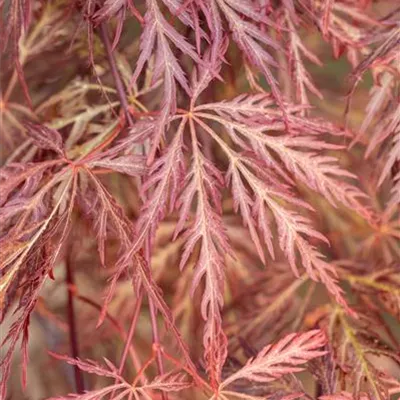 Solitäre 150-175 HP24-179 1620 - Fächerahorn 'Shojo Shidare' - Acer palmatum 'Shojo Shidare' - Collection