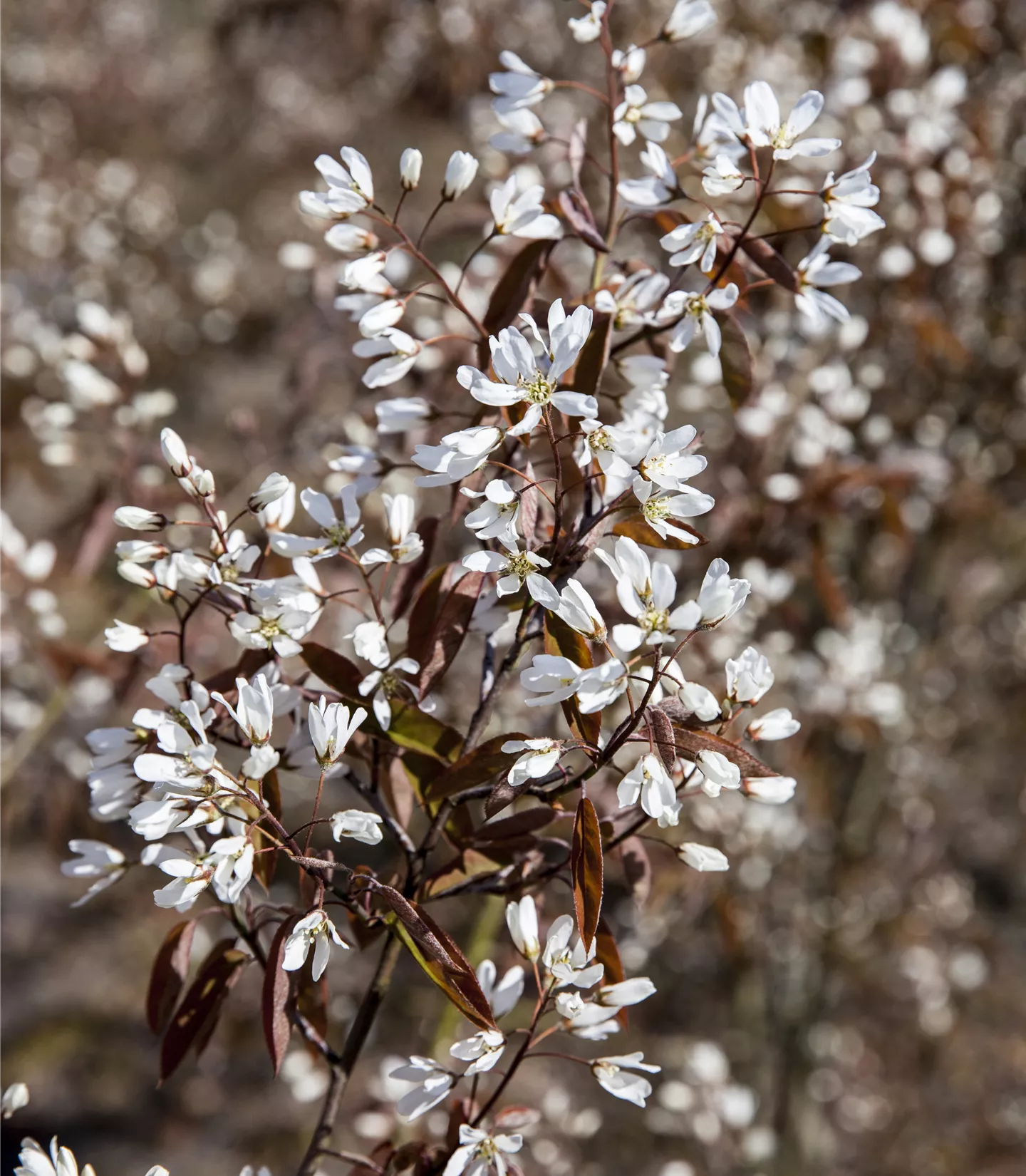 Amelanchier lamarckii 'Rainbow Pillar'® - Collection