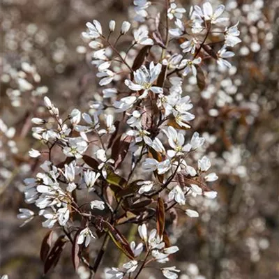 Solitär 175-200 HP24-207 361 - Säulen-Felsenbirne 'Rainbow Pillar'® - Amelanchier lamarckii 'Rainbow Pillar'® - Collection