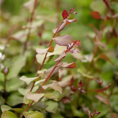 Container 70 - 80 - Kreppmyrte - Lagerstroemia indica