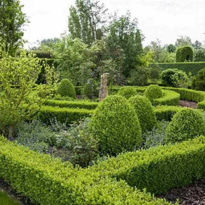 Solitär 150-175 HP24-215 716 - Hoher Buchsbaum - Buxus sempervirens - Collection