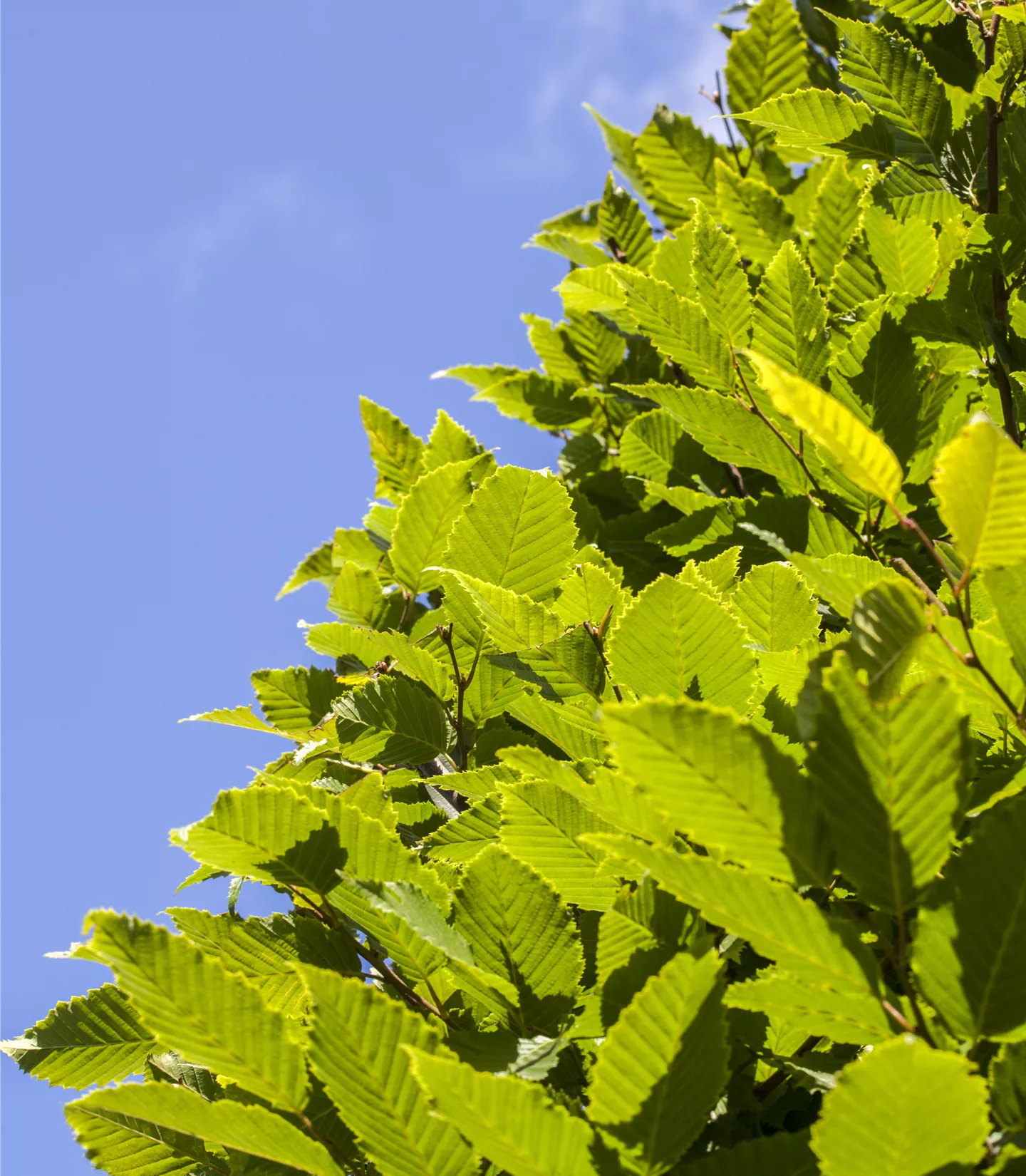 Carpinus betulus 'Monument' - Collection