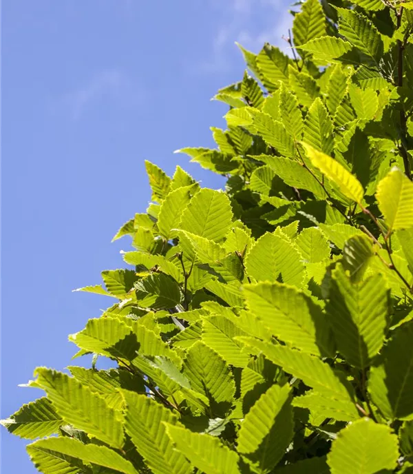 Carpinus betulus 'Monument' - Collection