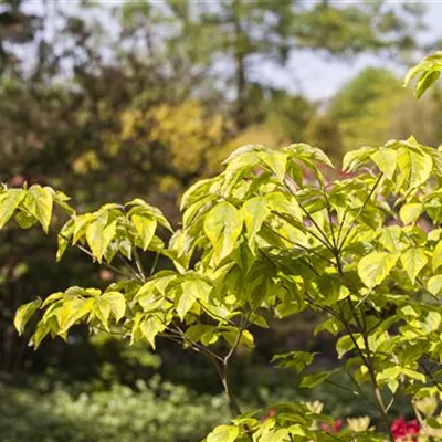 Solitär / EXC 350-400 HP24-278 5600 - Amerikanischer Blumen-Hartriegel 'Rainbow' - Cornus florida 'Rainbow' - Collection