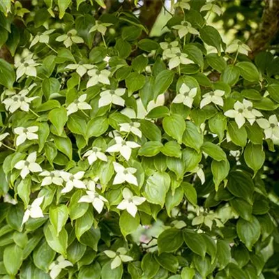 Solitär 175-200 HP24-286 731 - Japanischer Blumen-Hartriegel 'Kreuzdame' - Cornus kousa chinensis 'Kreuzdame' - Collection