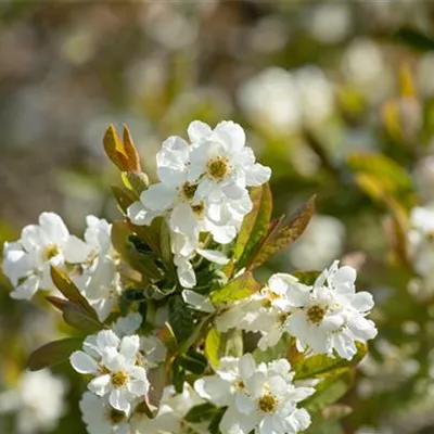 Solitär 250-300 HP24-346 1100 - Prunkspiere 'Snow White' - Exochorda serratifolia 'Snow White' - Collection