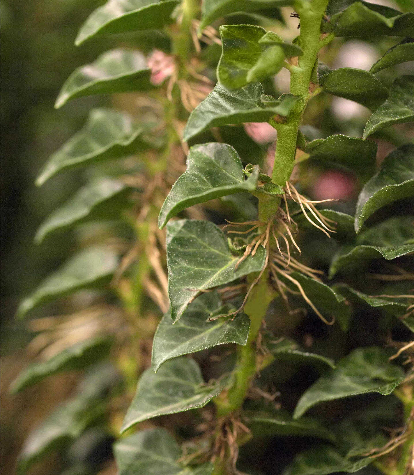 Hedera helix 'Erecta' - Collection