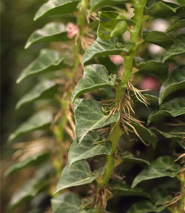 Hedera helix 'Erecta' - Collection