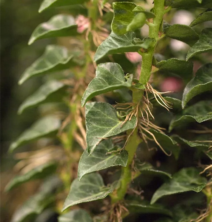 Efeu 'Erecta' - Hedera helix 'Erecta' - Collection