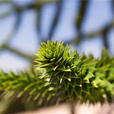 Solitär 100-125 HP24-610 665 - Andentanne - Araucaria araucana - Collection