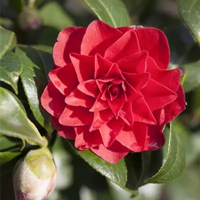 Solitär 90-100 HP24-594 272 - Kamelie 'Black Lace' - Camellia japonica 'Black Lace' - Collection