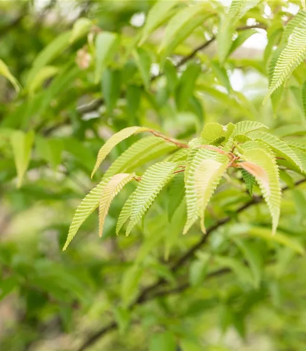 Ostrya japonica - Collection