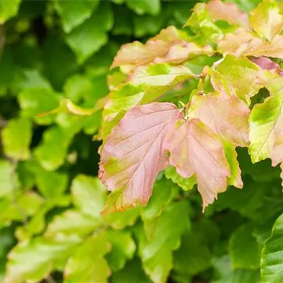 Solitär / EXC 250-300 HP24-525 970 - Eisenbaum 'Felicie' - Parrotia persica 'Felicie' - Collection