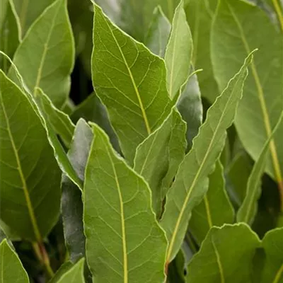 Container 70 - 80 - Lorbeerbaum - Laurus nobilis Solitär