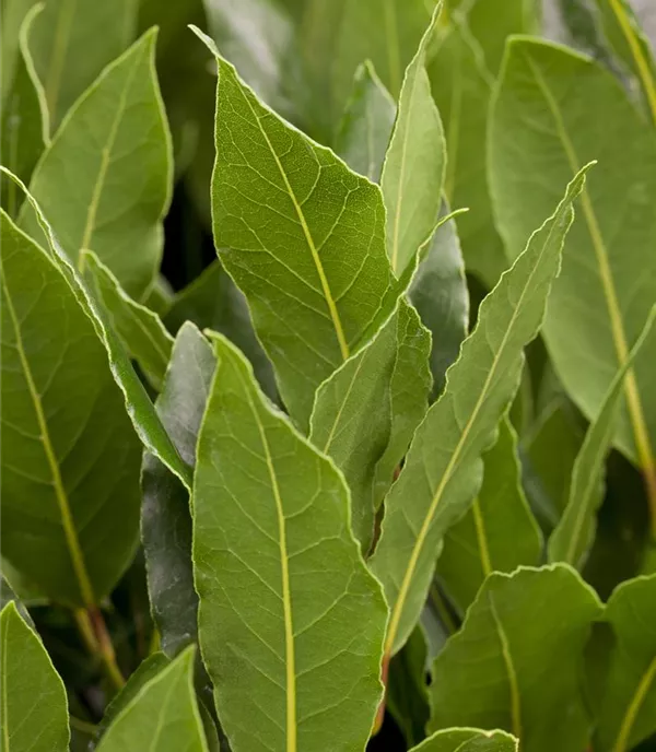 Laurus nobilis Solitär