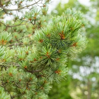 Solitär 150-175 HP24-679 1351 - Zwergkiefer 'Oosthoek' - Pinus pumila 'Oosthoek' - Collection