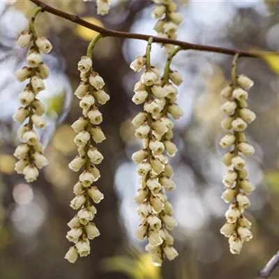 Solitär / EXC 225-250 HP24-564 950 - Schweif-Ähre - Stachyurus praecox - Collection