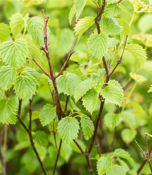 Viburnum dentatum 'Blue Muffin'® - Collection