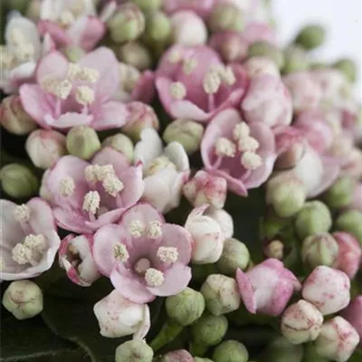 Solitär / EXC 100-125 HP24-589 258 - Lorbeer-Schneeball 'Eve Price' - Viburnum tinus 'Eve Price' - Collection