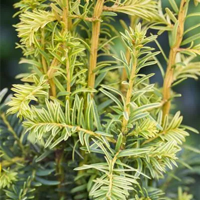 Solitär 200-225 HP24-702 1168 - Gelbe Adlerschwingen-Eibe 'Dovastonii Aurea' - Taxus baccata 'Dovastonii Aurea' - Collection