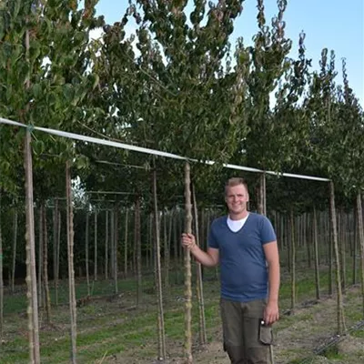 H 3xv mDb 14- 16 - Kornelkirsche - Cornus mas - Collection