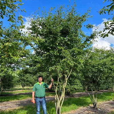 Schirmform 200 - 300 x 400 - 450, Nr. 11C 4900 - Eisenbaum - Parrotia persica - Collection