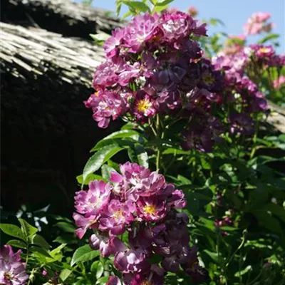 im Container - Kletterrose 'Veilchenblau' - Rosa 'Veilchenblau'