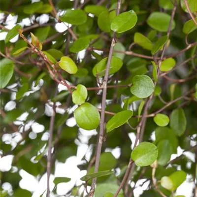 Topfgrösse 0.5 Liter - Drahtwein - Muehlenbeckia complexa