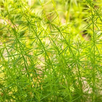 Topfgrösse 0.5 Liter - Echtes Labkraut - Galium verum