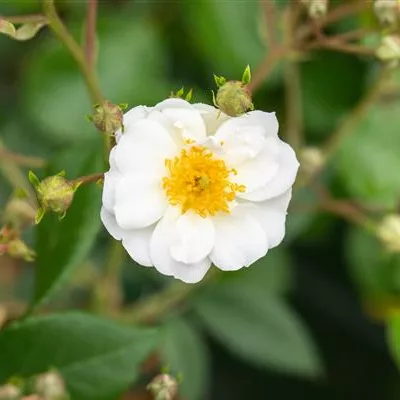 wurzelnackt - Kletterrose 'Rambling Rector' - Rosa 'Rambling Rector'