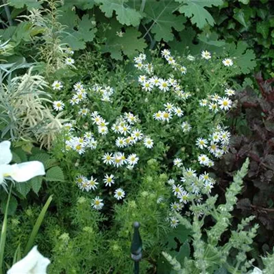 Topfgrösse 1 Liter - Garten-Schönaster 'Alba' - Kalimeris incisa 'Alba'