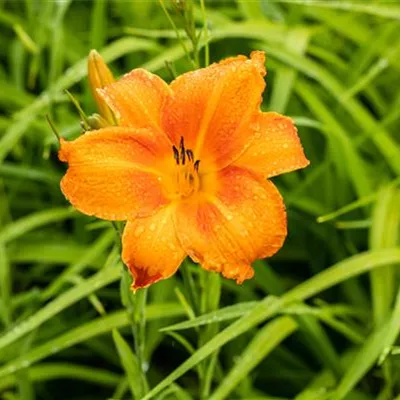 Topfgrösse 0.5 Liter - Garten-Taglilie 'Mauna Loa' - Hemerocallis 'Mauna Loa'