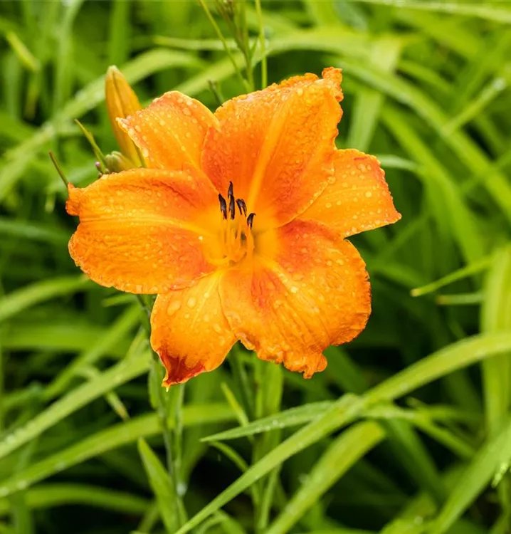 Garten-Taglilie 'Mauna Loa' - Hemerocallis 'Mauna Loa'