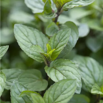 Topfgrösse 1 Liter - Schokoladen-Minze - Mentha x piperita 'Chocolate'