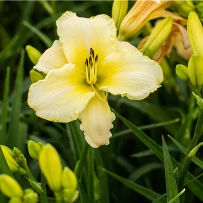 Topfgrösse 1 Liter - Garten-Taglilie 'Arctic Snow' - Hemerocallis 'Arctic Snow'