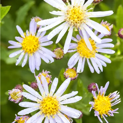 Topfgrösse 1 Liter - Garten-Myrten-Aster 'Schneetanne' - Aster ericoides 'Schneetanne'