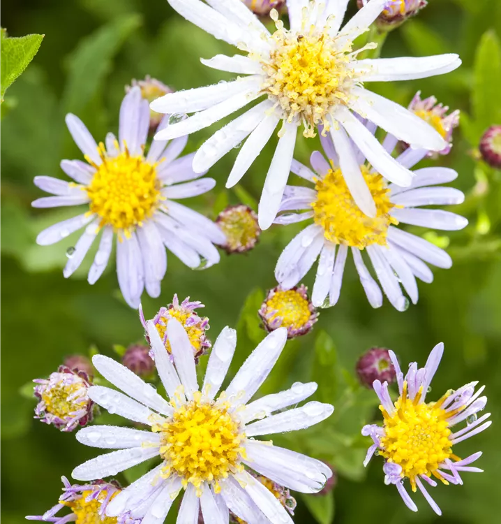 Garten-Myrten-Aster 'Schneetanne' - Aster ericoides 'Schneetanne'