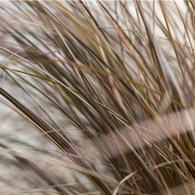 Topfgrösse 0.5 Liter - Bräunliche Garten-Segge 'Bronze Form' - Carex comans 'Bronze Form'