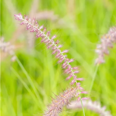 Topfgrösse 0.5 Liter - Orient-Lampenputzergras 'Karley Rose' - Pennisetum orientale 'Karley Rose'