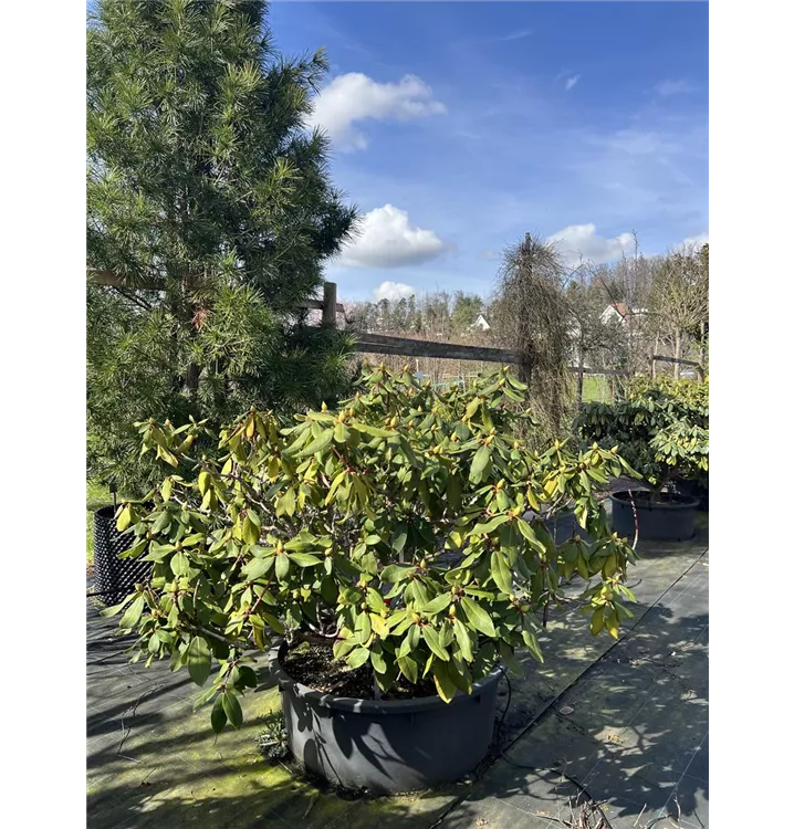 Rhododendron-Hybride 'Anastasia'® - Rhododendron 'Anastasia'® - Collection