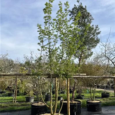 Schirmform 2100 - Feldahorn - Acer campestre - Collection