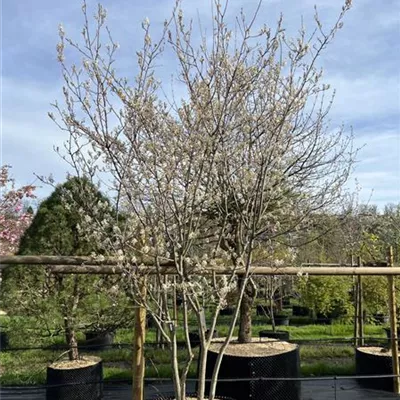 Schirmform 1431 - Kupfer-Felsenbirne - Amelanchier lamarckii - Collection