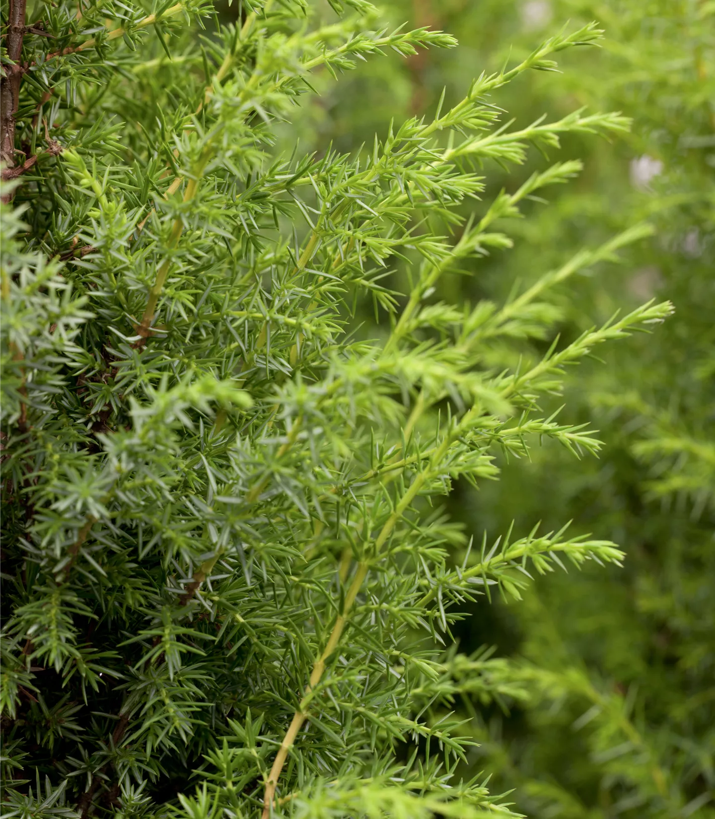 Juniperus communis