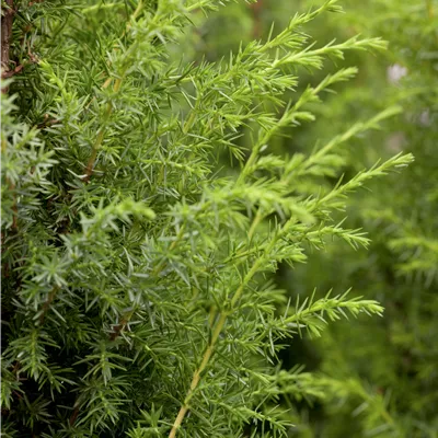 im Container 70-80cm - Gemeiner Wacholder - Juniperus communis